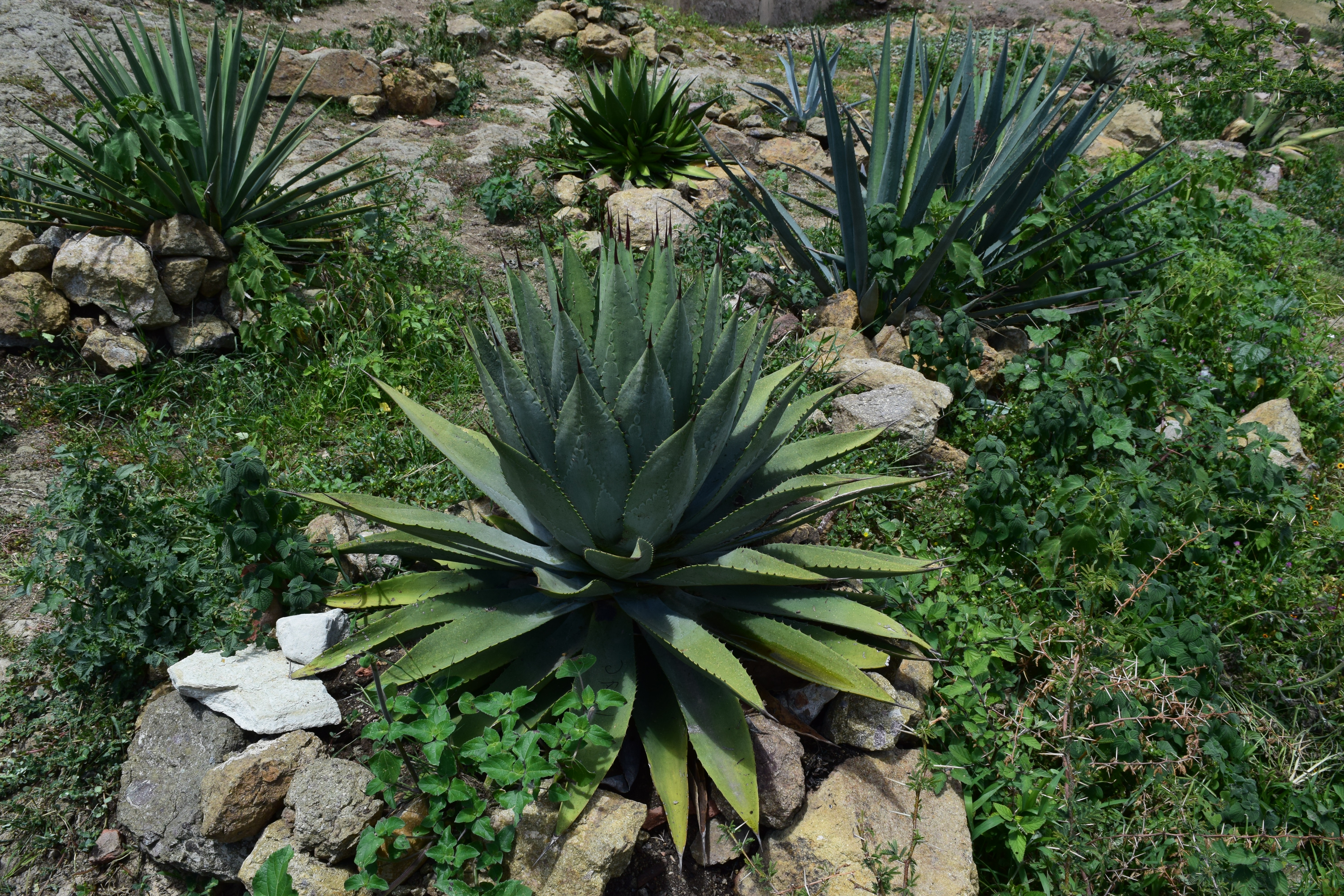 agaves mzecal mexique koch