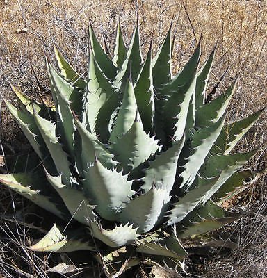 agave duranguensis