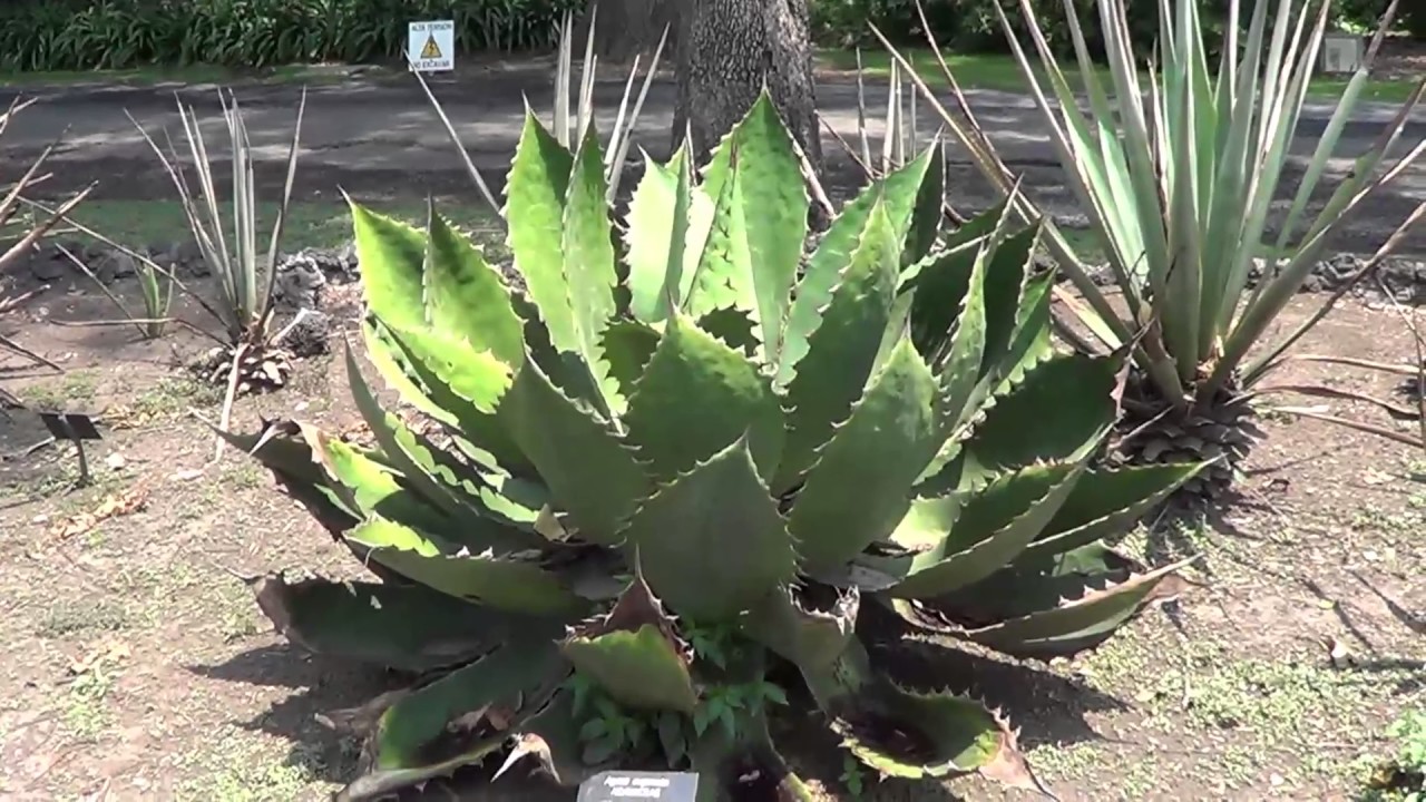 agave cupreata