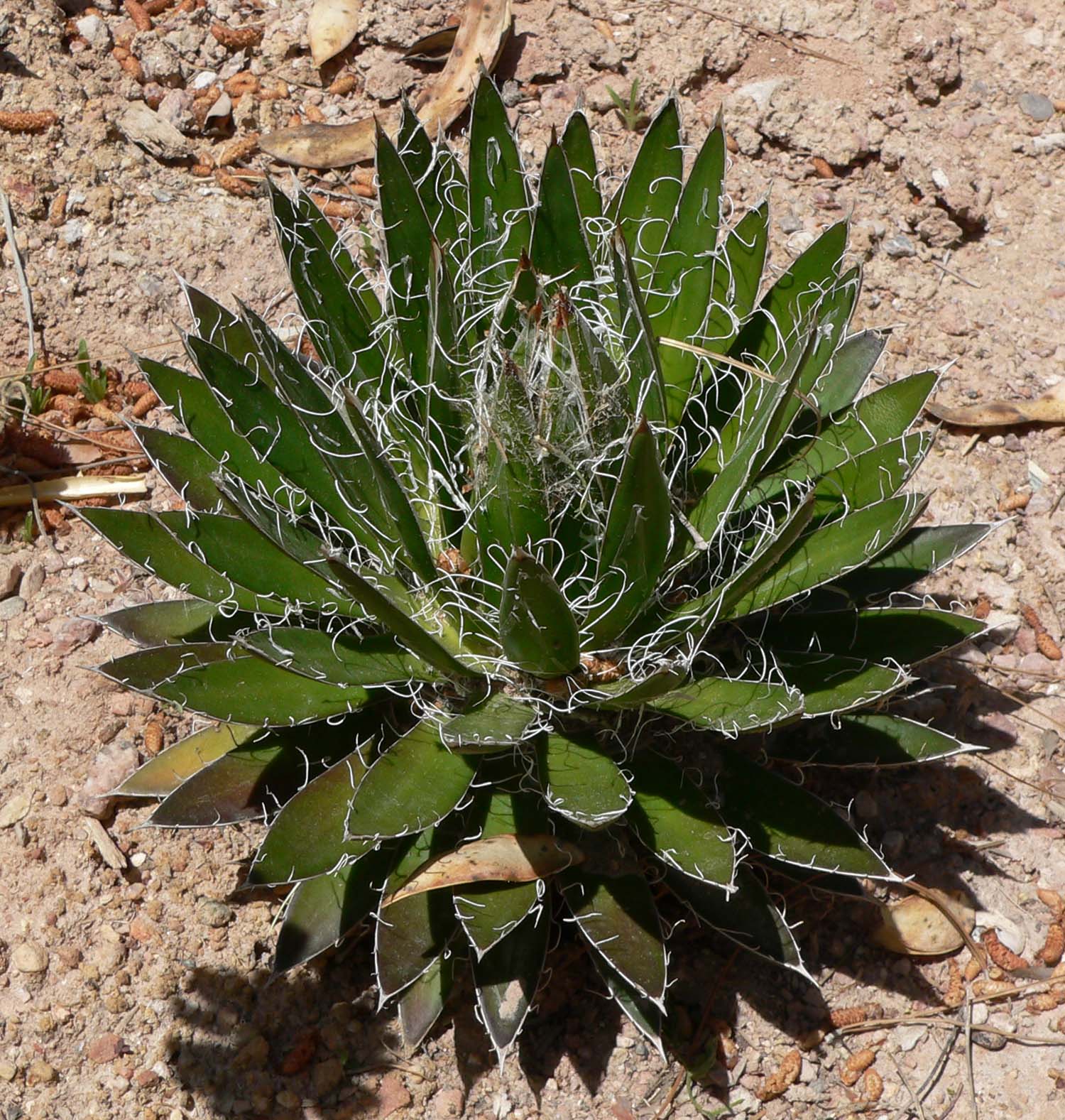 agave durango