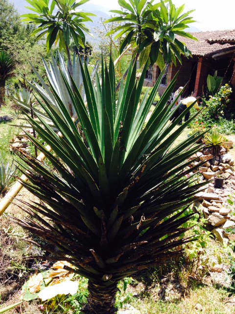 agave barril