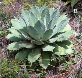 agave tobala