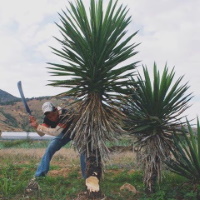 agave Tobasiche Karminskii