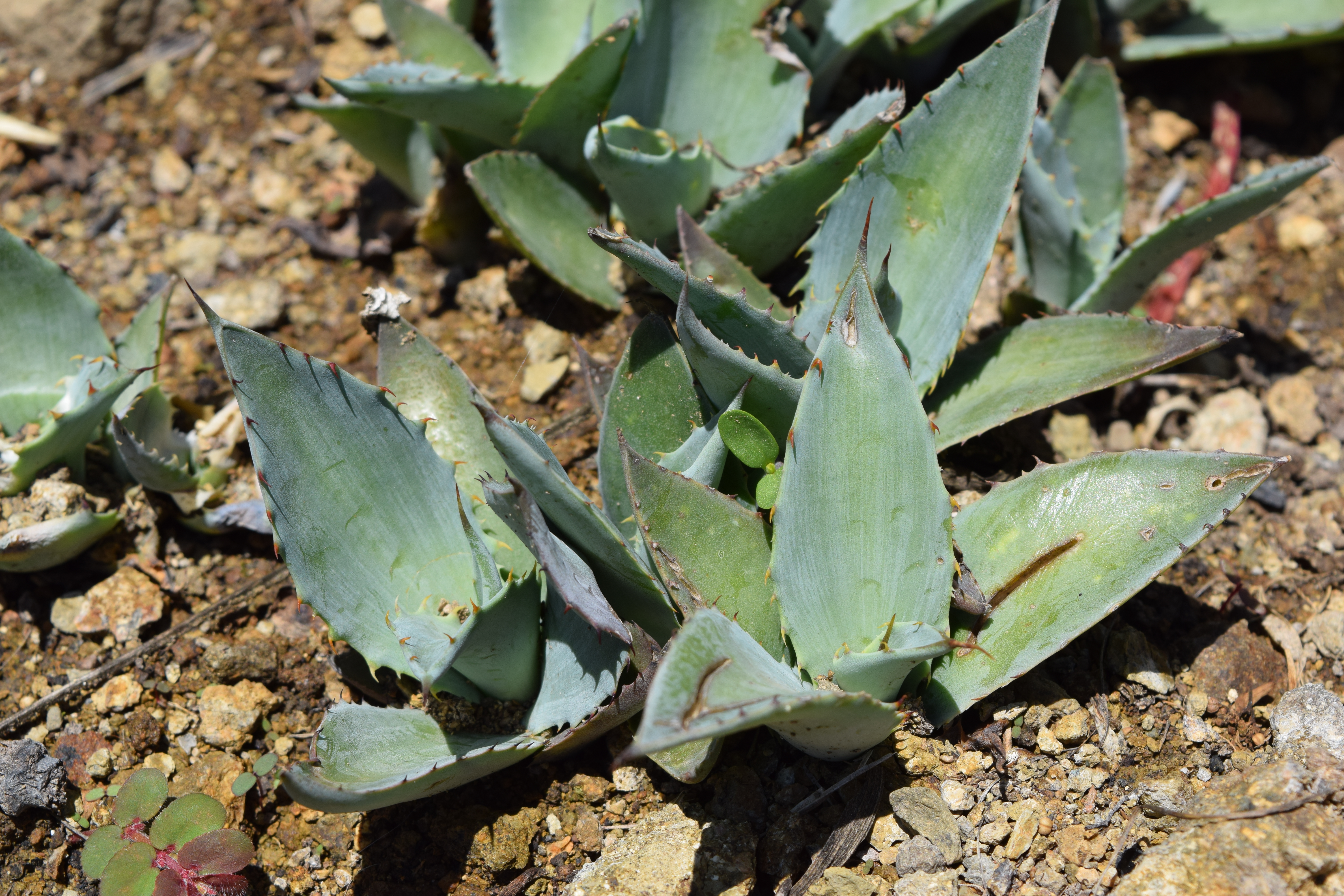 agaves Mexique mezcal koch