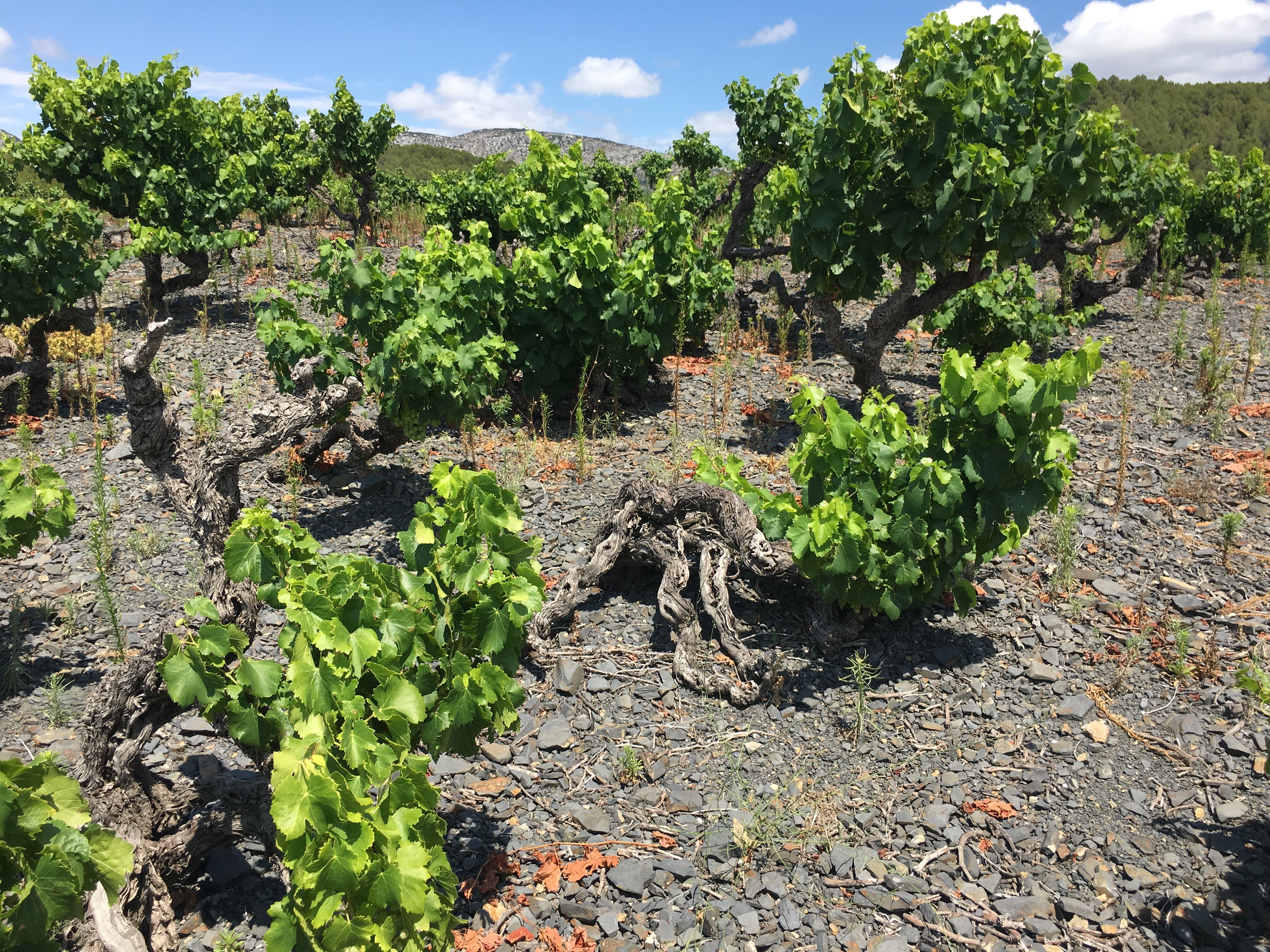 grenaches de 1860 sur schiste noir à Maury