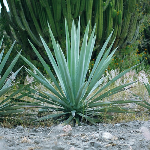 agave espadin